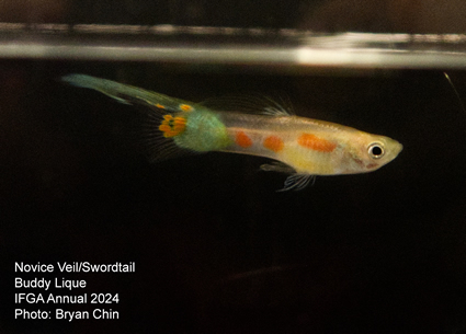 guppy  swordtail